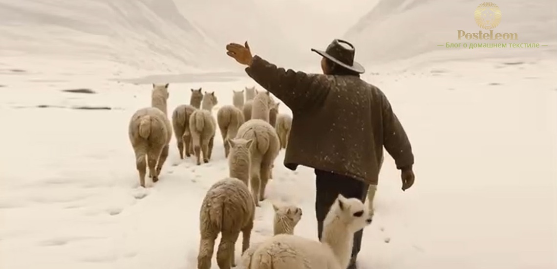 Бесценный дар природы – альпака - иллюстрация к статье: alpaca, шерсть альпака, Baby Alpaca